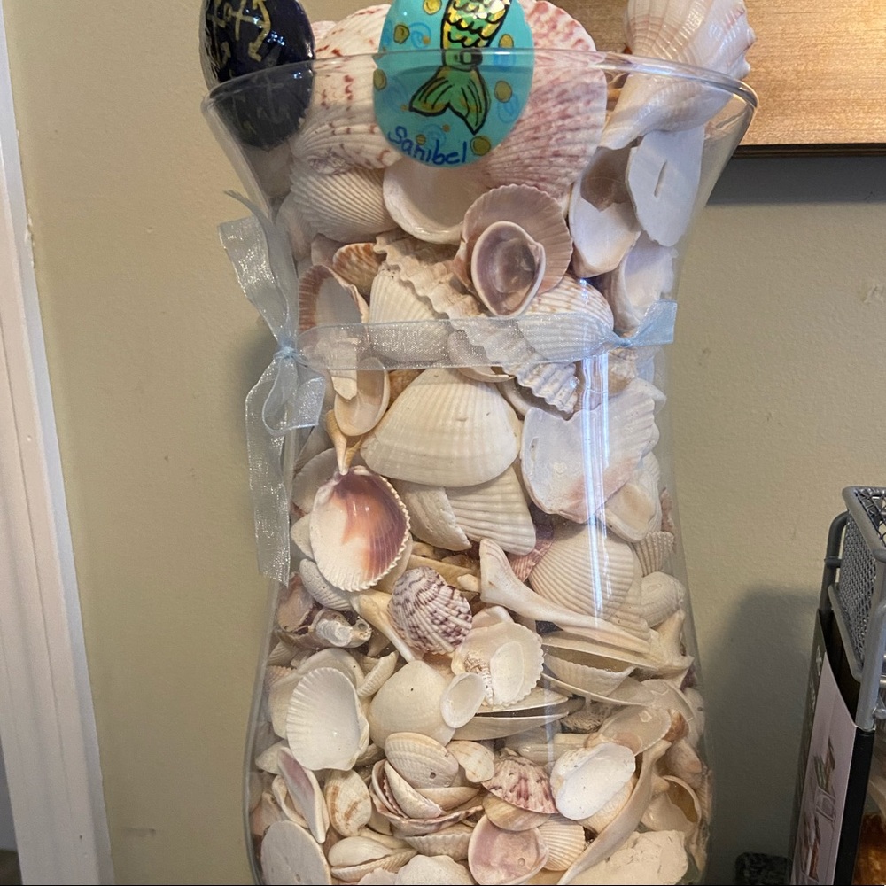 Mystery shells from the gulf coast